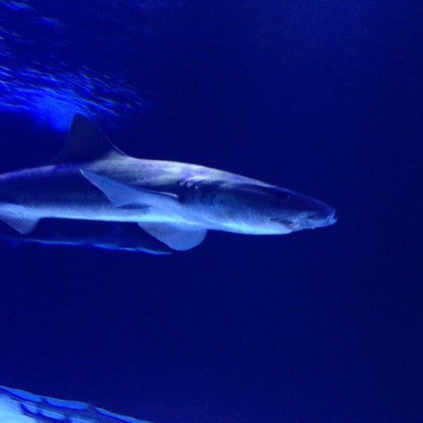 5/6/2013에 Serdar A.님이 Antalya Aquarium에서 찍은 사진