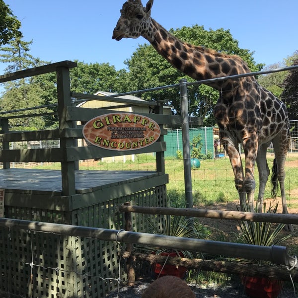 Long Island Game Farm Giraffe Clipart
