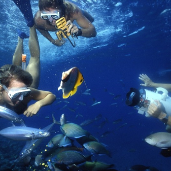 Take a trip to Molokini Crater for snorkeling. They have a great mooring location for snorkeling.