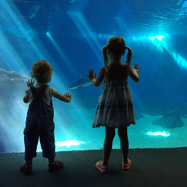 Ask a Maui Ocean Center naturalist when they plan on doing a feeding next.  Scuba divers feed sharks and rays in the big tank and answer your questions live!