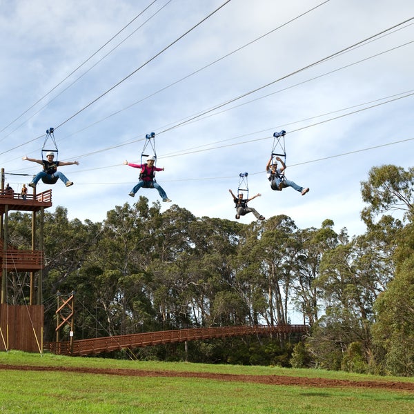 Excellent Zipline courses!  Bring friends because they have lines where you can zip with a total of 4 people side by side!  Great for videoing and photos.