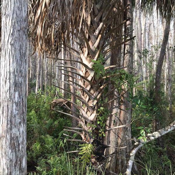 12/25/2018에 Stephen K.님이 Audubon&#39;s Corkscrew Swamp Sanctuary에서 찍은 사진