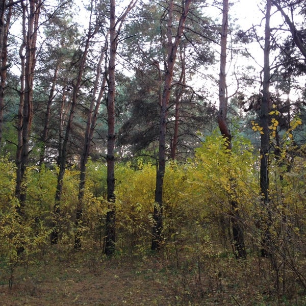 Пляж сосенки самара. Сосенки сызрань. Сосенки сызрань. Сосенки сызрань. Сосенки сызрань.