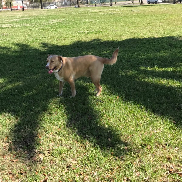 Springfield Confederate Dog Park Springfield 949 Hubbard St