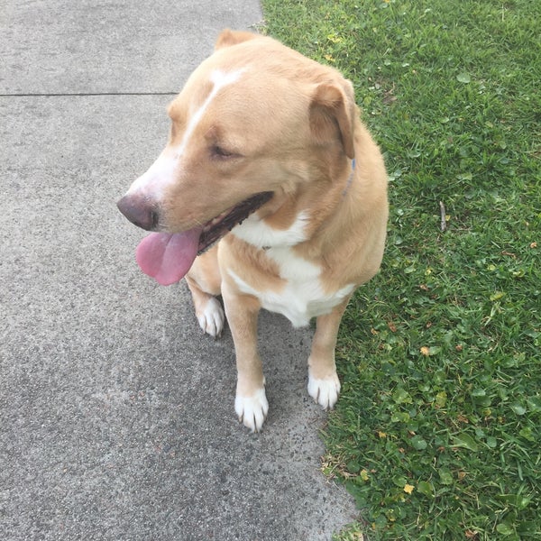 Springfield Confederate Dog Park Springfield 949 Hubbard St