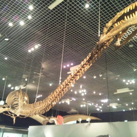 宮崎県総合博物館 230 Visitors