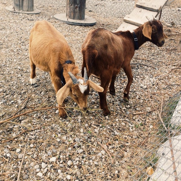 Feed the goats! Awesome native plant selection, good prices.