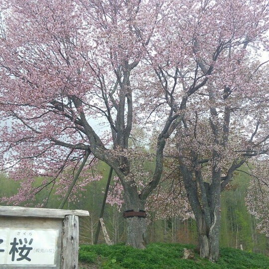 Photos At 菊子桜 伊達市 北海道 Photos At 菊子桜 伊達市 北海道