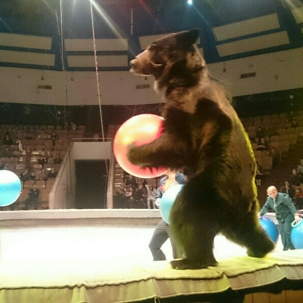 There a funny dog at the circus. There a funny dog at the circus