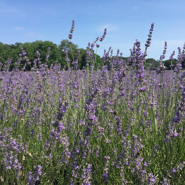 Photo taken at Lavender By the Bay - New York&#39;s Premier Lavender Farm by Kevin C. on 7/10/2017