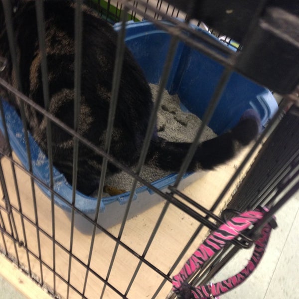 Petland Discounts Port Washington, NY