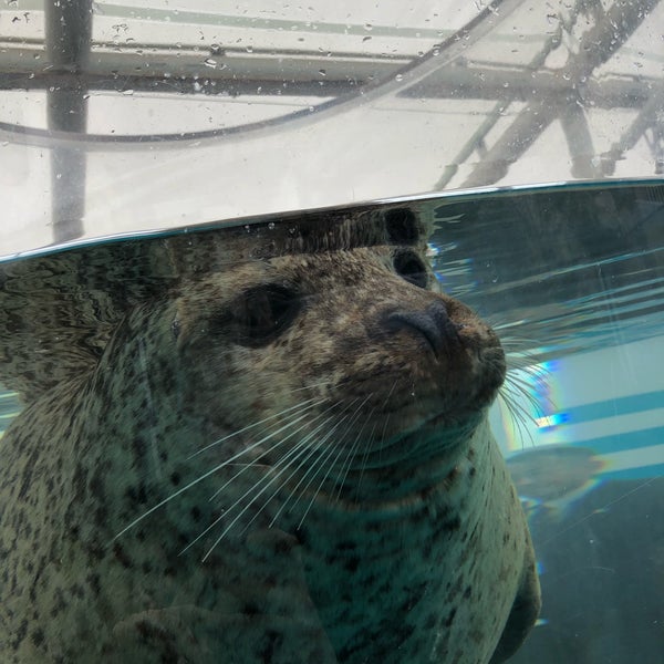 Photos At 京都水族館 アザラシ水槽 Aquarium In Kyoto