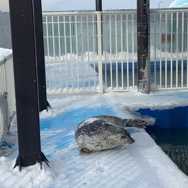 アザラシシーパラダイス 1 Tip