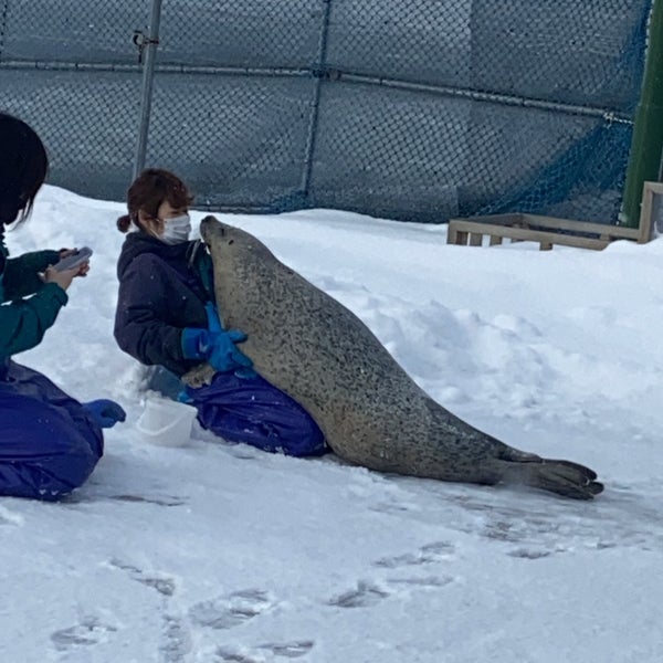 アザラシシーパラダイス 1 Tavsiye Da Fotograflar