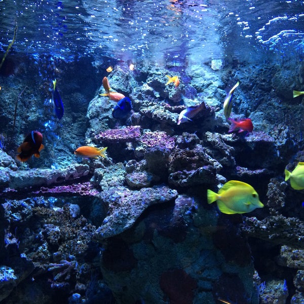 Photo taken at Sea Life by Diana F. on 1/4/2016