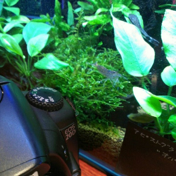 近藤熱帯魚店 梅田 2 Tips