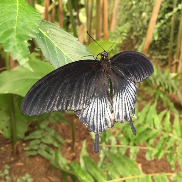 รูปภาพถ่ายที่ Mariposario de Benalmádena - Benalmadena Butterfly Park โดย Ekaterina B. เมื่อ 7/30/2016