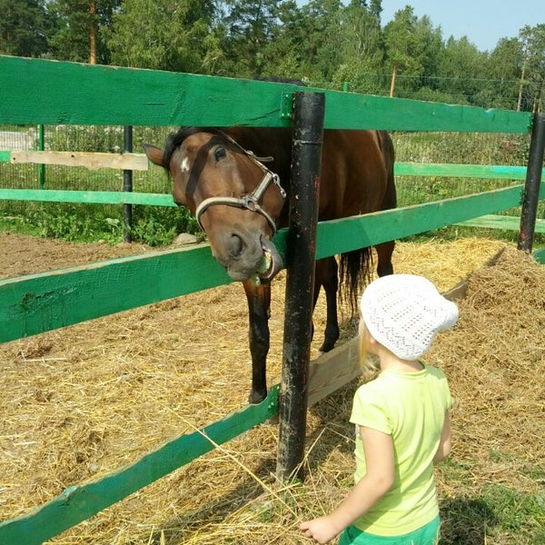 Сшор по конному спорту