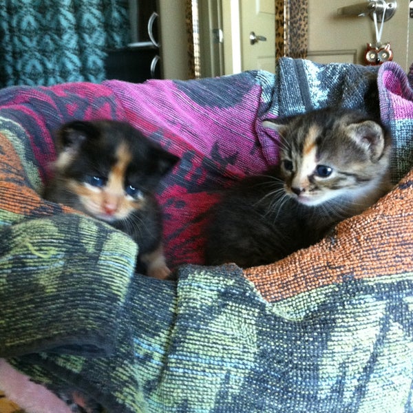 Foto tirada no(a) Friends For Life No Kill Animal Adoption &amp; Rescue Shelter por G-Spice em 4/20/2013