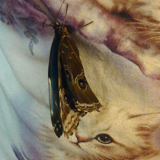 Снимок сделан в Музей живых бабочек «Тропический рай» пользователем Maxim V 1/4/2013