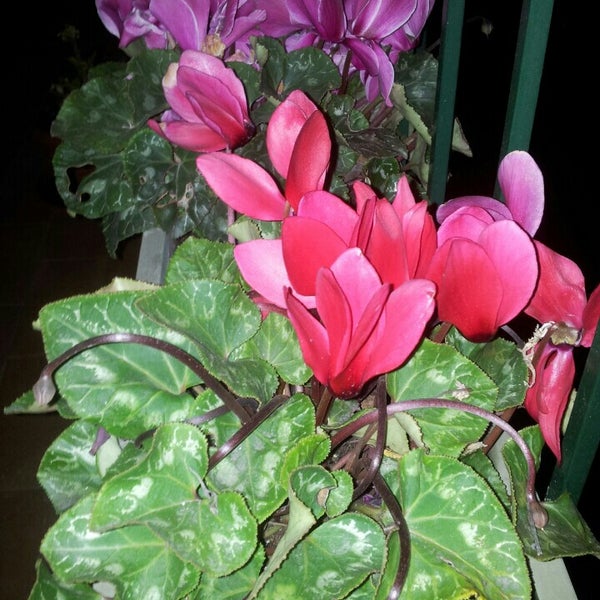 Il Giardino Botanico - 12 visitors