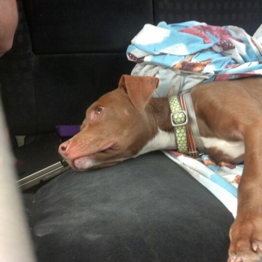 Greenville Humane Society Animal Shelter