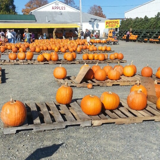 10/13/2013 tarihinde Jessica P.ziyaretçi tarafından Golden Harvest Farms'de çekilen fotoğraf