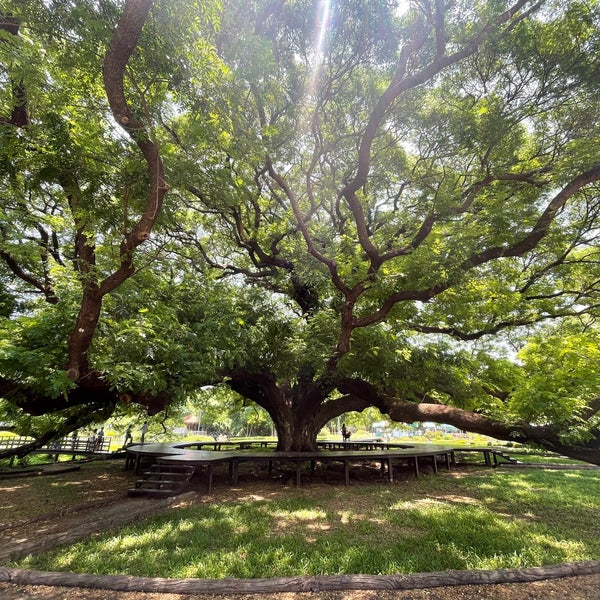 Tree 18. Tree 18