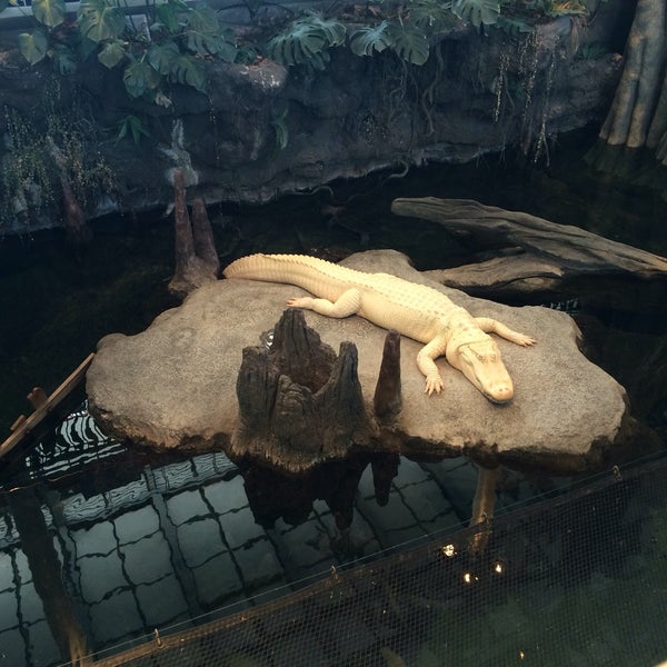 Photo taken at Claude the Albino Alligator by Lorcán on 11/17/2016