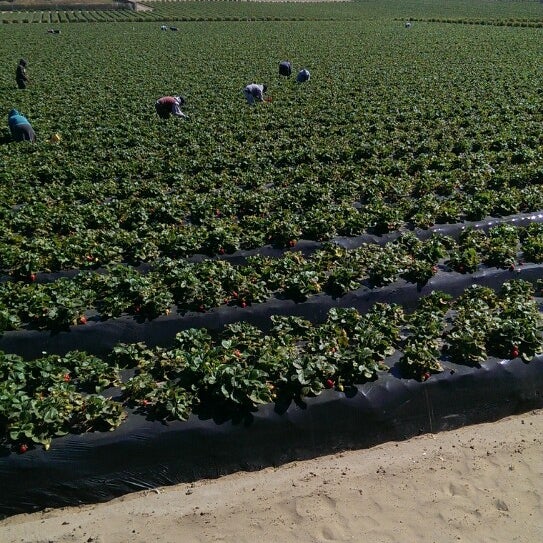 Okui Strawberry Stand Grover Beach, CA