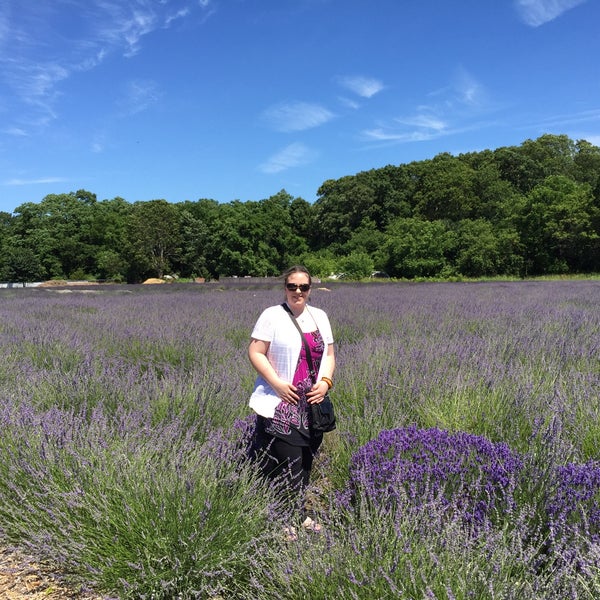 6/30/2016 tarihinde Allie J.ziyaretçi tarafından Lavender By the Bay - New York&#39;s Premier Lavender Farm'de çekilen fotoğraf