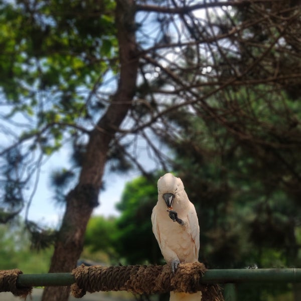รูปภาพถ่ายที่ Polonezköy Hayvanat Bahçesi ve Doğal Yaşam Parkı โดย özgür d. เมื่อ 8/13/2022