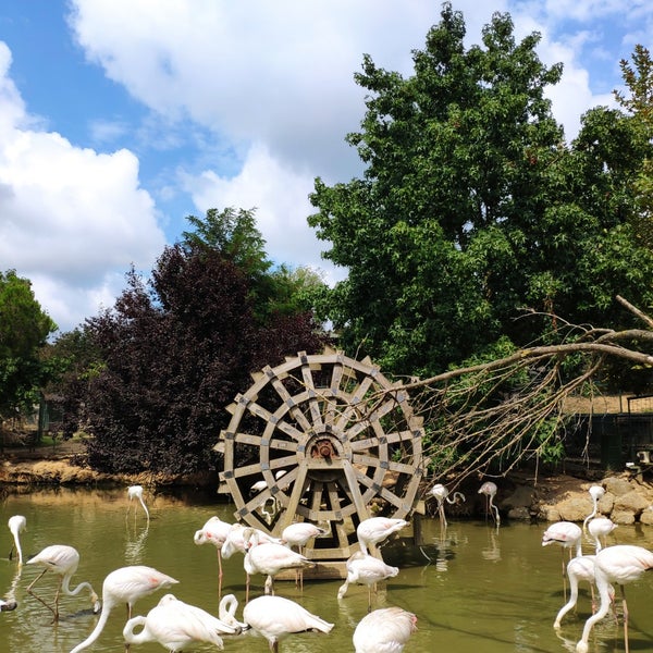 8/13/2022 tarihinde özgür d.ziyaretçi tarafından Polonezköy Hayvanat Bahçesi ve Doğal Yaşam Parkı'de çekilen fotoğraf