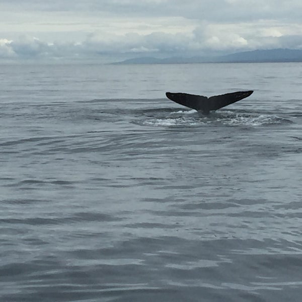 Photo taken at Eagle Wing Whale &amp; Wildlife Watching Tours by Alexandra v. on 9/14/2019