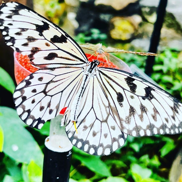 Photo taken at Butterfly Pavilion by Shannon P. on 5/23/2022