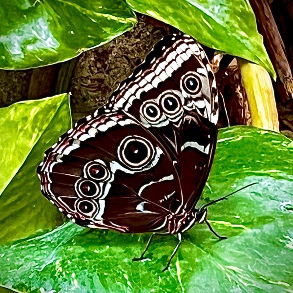 5/23/2022 tarihinde Shannon P.ziyaretçi tarafından Butterfly Pavilion'de çekilen fotoğraf