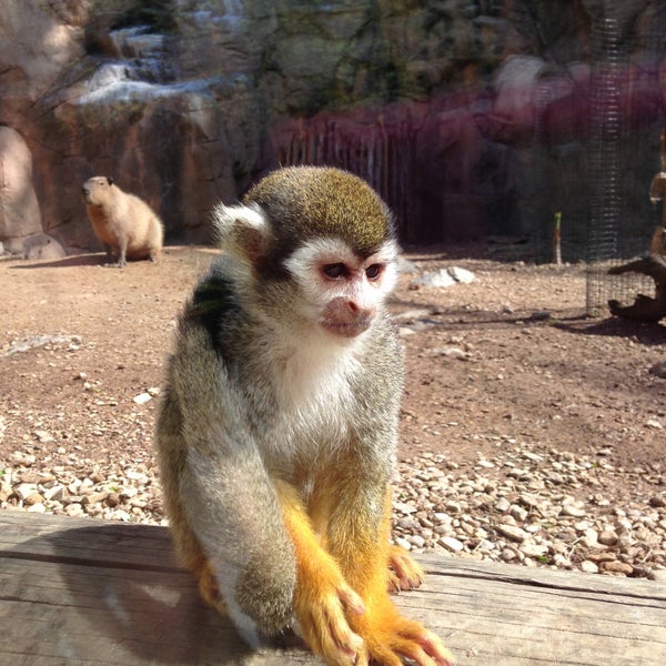Photo taken at Cameron Park Zoo by Mrs.P on 4/11/2013