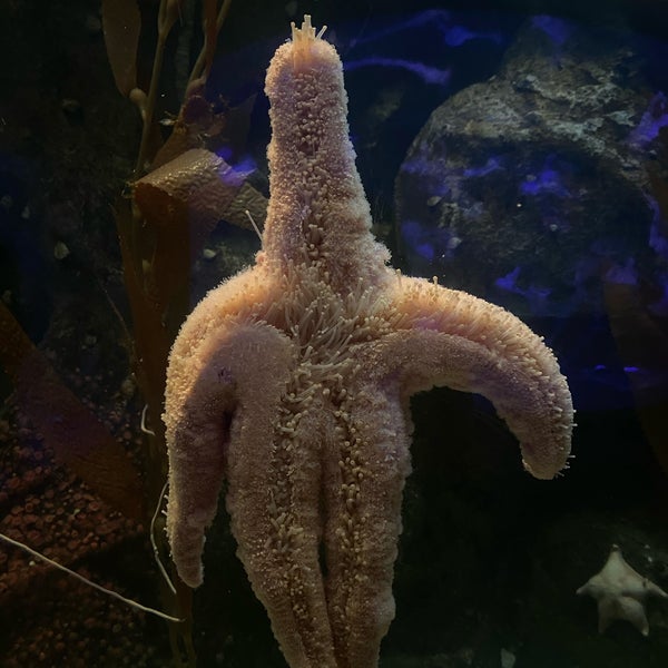 6/28/2021にnenette s.がShark Reef Aquariumで撮った写真