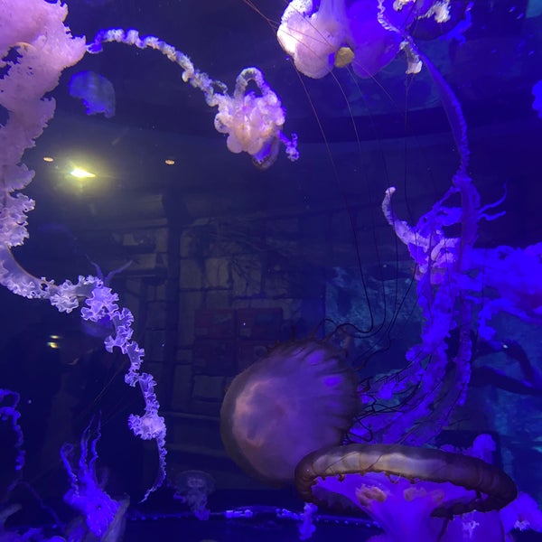 6/28/2021 tarihinde nenette s.ziyaretçi tarafından Shark Reef Aquarium'de çekilen fotoğraf