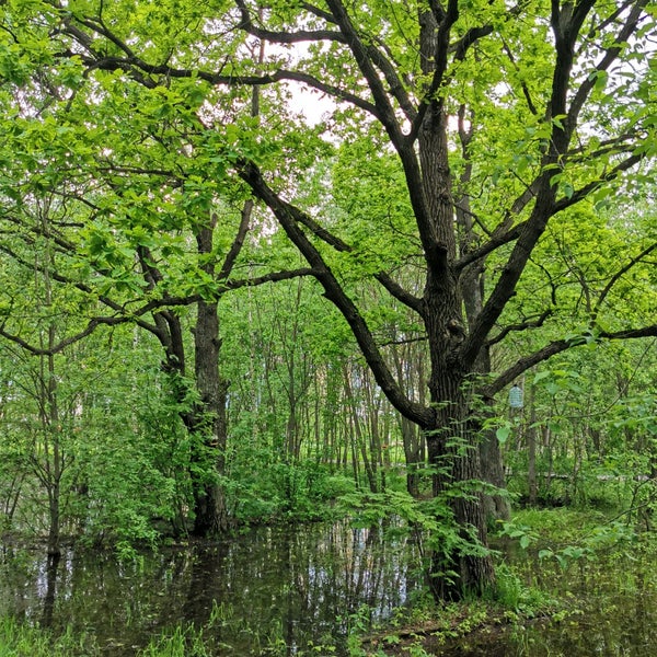 Парк дубрава куркино