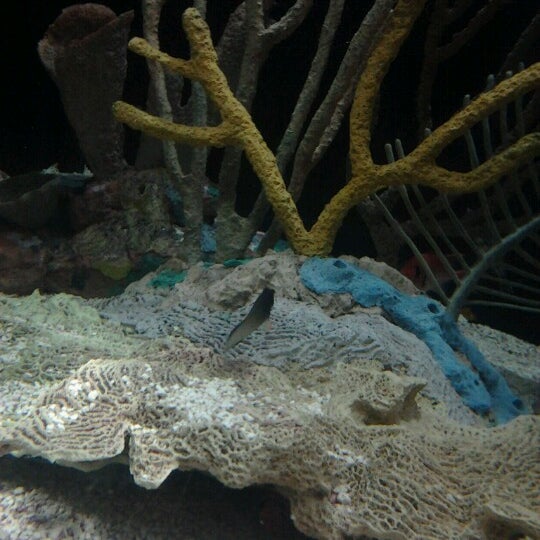 Foto scattata a Texas State Aquarium da Adan G. il 10/1/2012