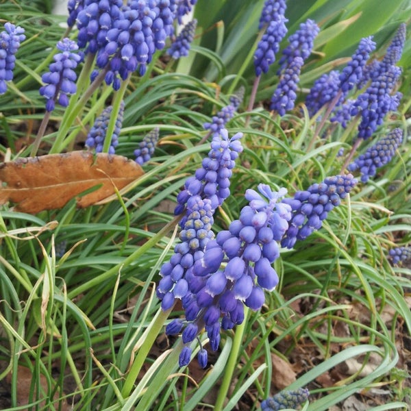 Montserrat Vineyards Knob Noster, MO