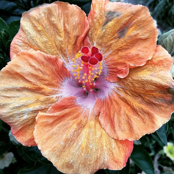 Windsor Heights Community & Events Center 6900 School St.