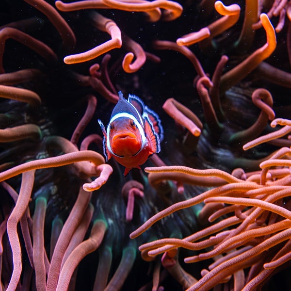 Снимок сделан в Monterey Bay Aquarium пользователем Yiming C. 1/17/2024