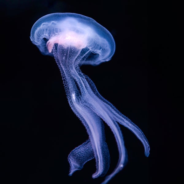 Foto diambil di Monterey Bay Aquarium oleh Yiming C. pada 1/17/2024