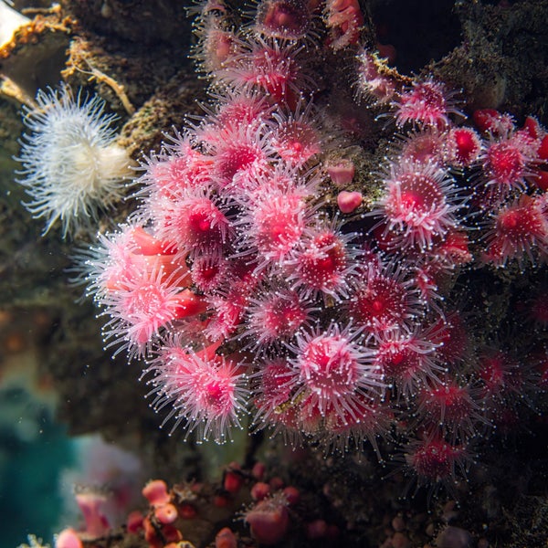 Das Foto wurde bei Monterey Bay Aquarium von Yiming C. am 1/17/2024 aufgenommen