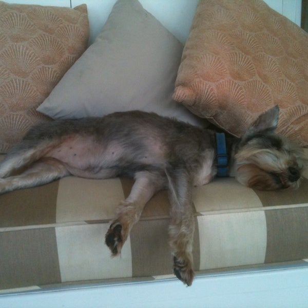 wiles animal hospital