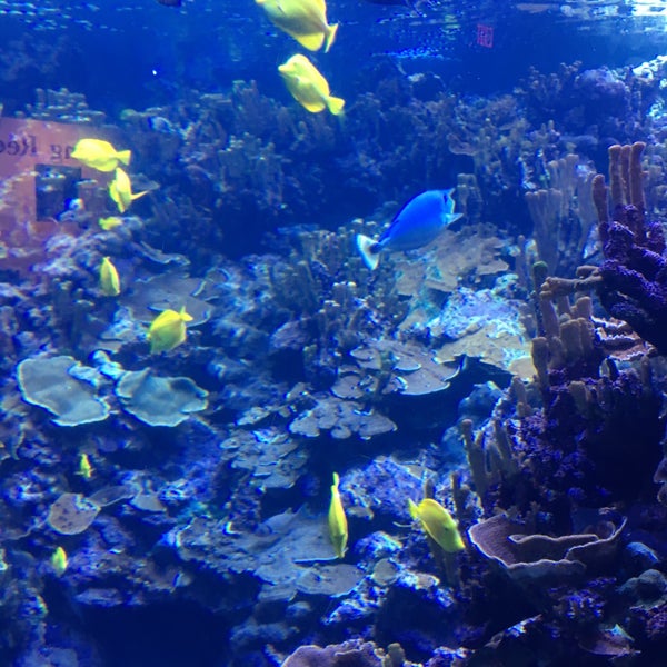 Снимок сделан в Maui Ocean Center, The Hawaiian Aquarium пользователем Danielle L. 4/16/2016