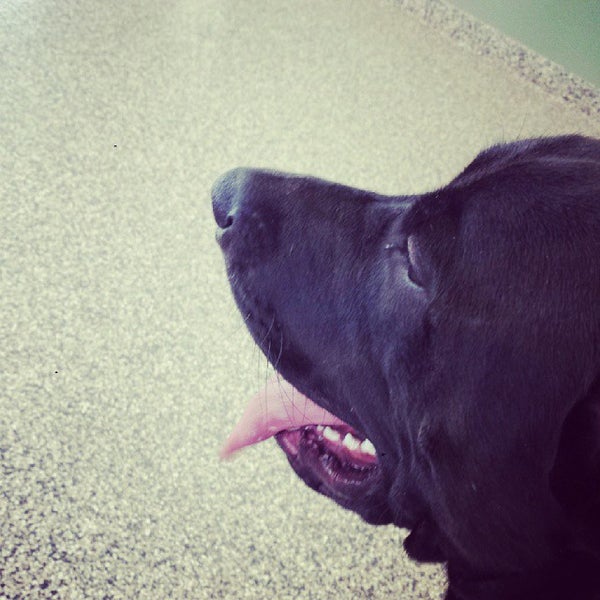 Glens Falls Animal Hospital 66 Glenwood Ave