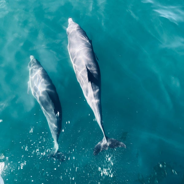 Photo taken at Capt. Dave&#39;s Dana Point Dolphin &amp; Whale Watching Safari by 🌸 on 8/27/2019